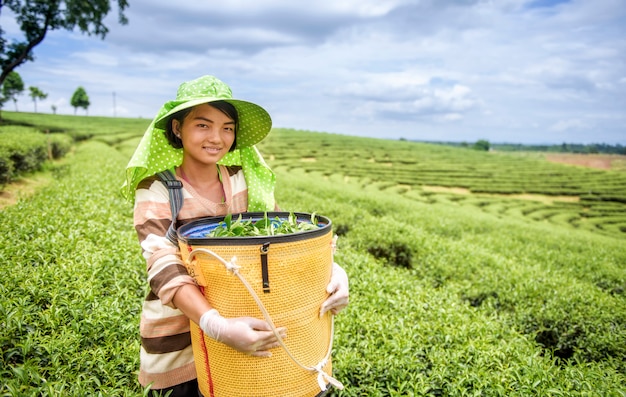 Young woman harvesting tea leaves, Thailand