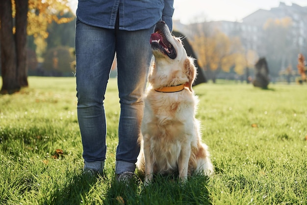 Young woman have a walk with Golden Retriever in the park