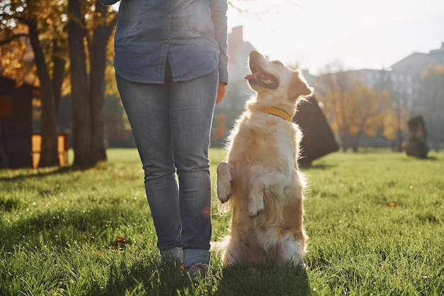 Young woman have a walk with Golden Retriever in the park