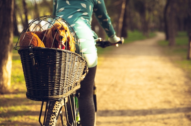 Young woman having fun near countryside park, riding bike, traveling with companion spaniel dog. Calm nature, spring day, positive emotions. Sportive, active leisure activity. Walking together.