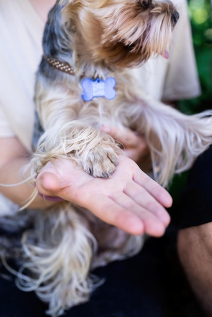 Young woman holding small yorkshire terrier dog paw in hand