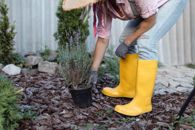 A young woman is planting a lavender bush in the soil Gardening concept florist plants flowers in summer garden