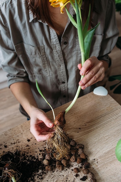 Young woman is transplanting houseplant spring fertilizer for home flowers