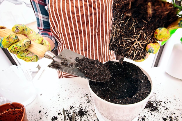 Young woman is transplanting a plant a into a new pot at home