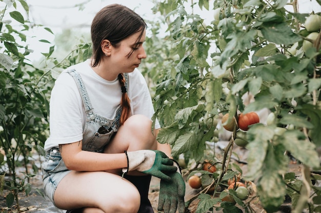 Young woman on orchard greenhouse vegetable plot recollecting tomatoes while using gloves Rural lifestyle new jobs first time working Growing tomatoes and peppers during the season Work overall