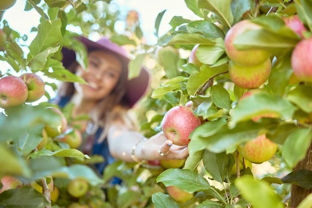 Photo young woman picking apples from a tree cheerful female grabbing fruits in an orchard during harvest season fresh red apples growing on an organic farm farmer harvesting fruit from trees outdoors