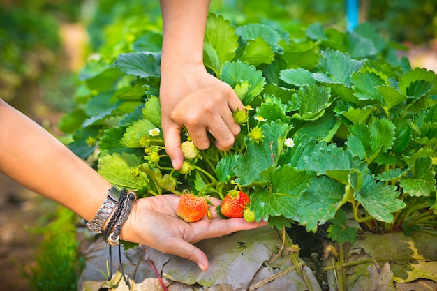 Young woman picking strawberries from the farm,copy space.