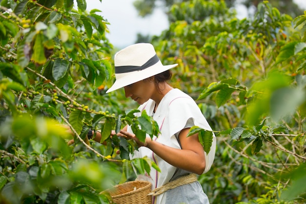 young woman picking up coffee beans in Colombia