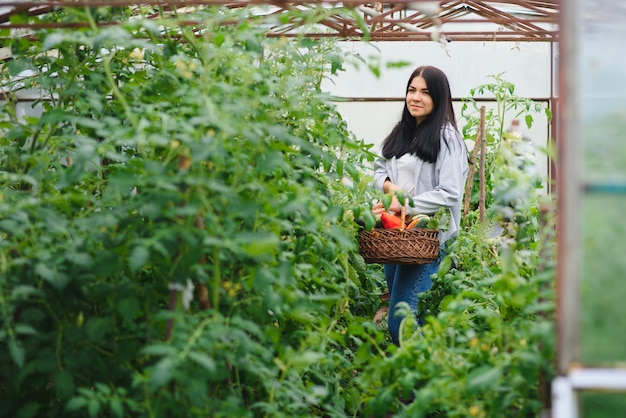 Young woman picking vegetables from greenhouse