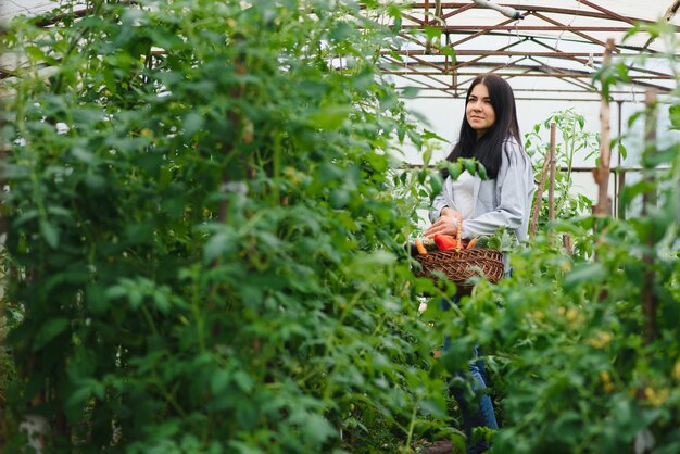 Young woman picking vegetables from greenhouse