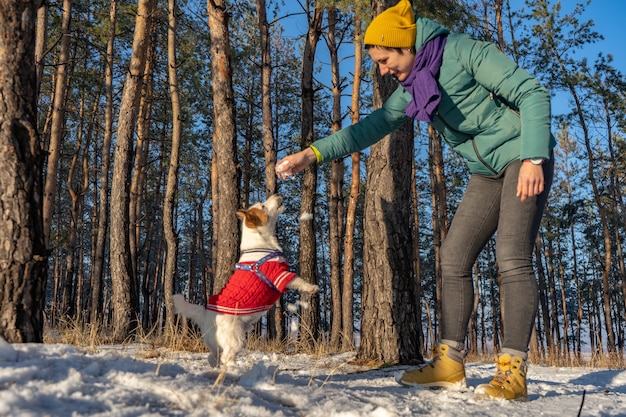 Young woman play with Jack russell terrier wear in red sweater during walking with snow on Winter