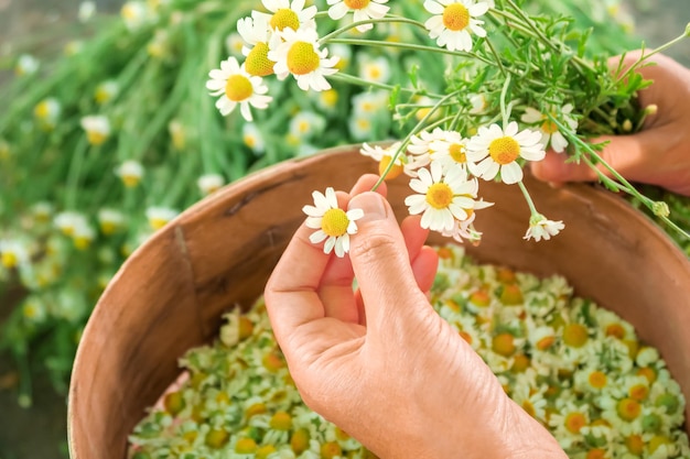 young woman plucks medical chamomile flowers for drying and harvesting for medicinal tea