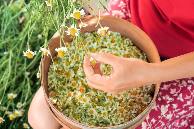 young woman plucks medical chamomile flowers for drying and harvesting for medicinal tea