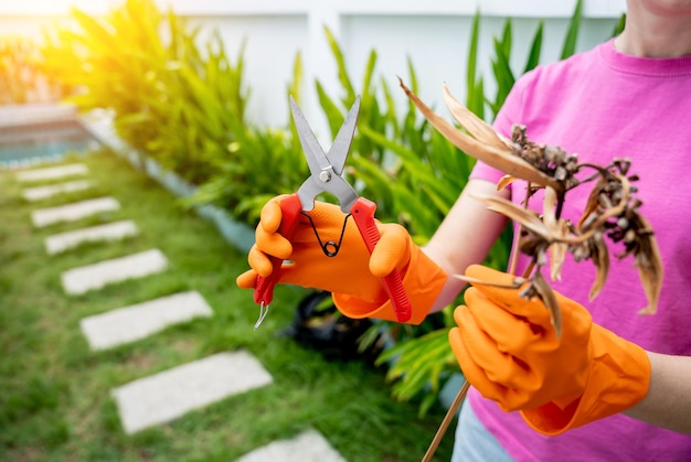 A young woman takes care of the garden waters fertilizes and prunes plants