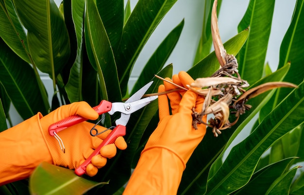 A young woman takes care of the garden waters fertilizes and prunes plants