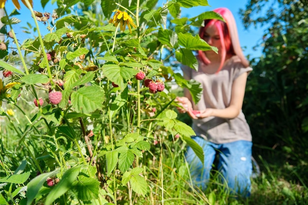 Young woman teenager picking ripe red raspberries from bush, healthy organic natural food, summer sunny garden background. Farming, agriculture, gardening concept.