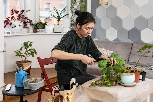 A young woman transplants indoor plants in the living room of an apartment