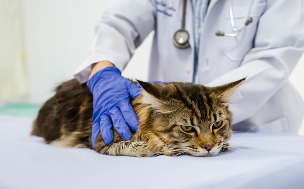 Young woman veterinarian examining cat on table in veterinary clinic