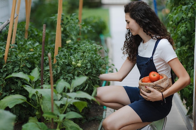 Young woman with curly hair harvesting tomatoes working in the garden Countryside living vagetarian healthy eating concept