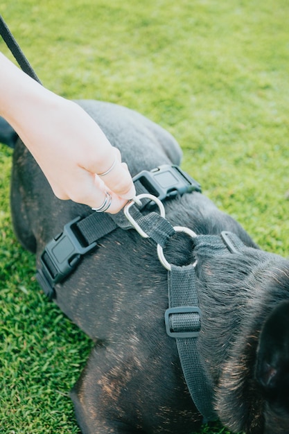 Young woman with her dog French Bulldog getting ready the harness for a secure walk portrait image Pet concept Taking care of the man best friend Woman taking his dog to a walk during a sunny day