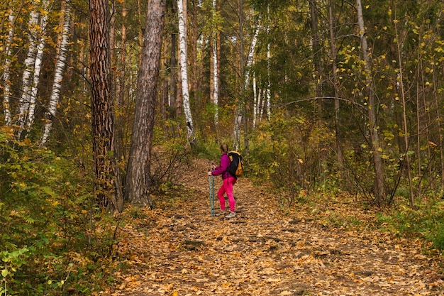 Young woman with poles for walking and a backpack is engaged in trekking in the autumn forest