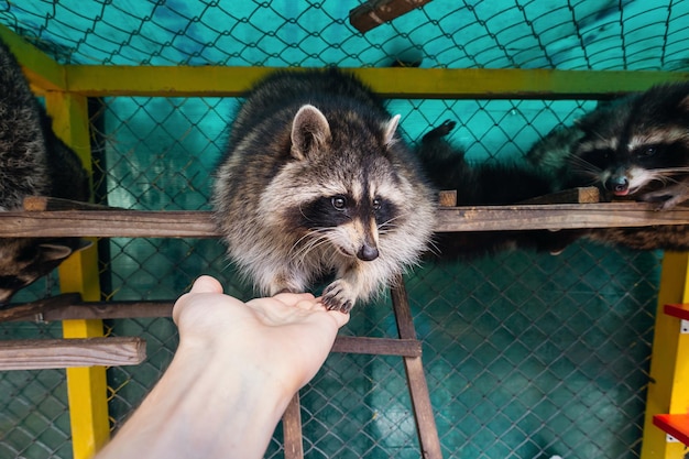 Young women feed cute funny raccoon with hand