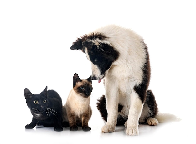 Young Yakutian Laika and cats