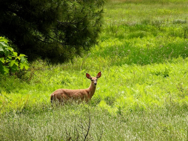 Photo young yearling buck white tailed deer in a field