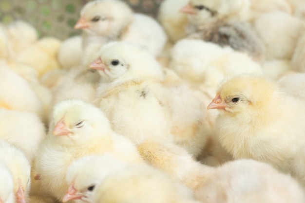 Young yellow baby chicks on a poultry farm.