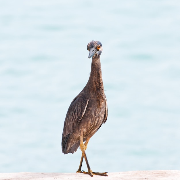 Young yellow crowned night heron, Santa Cruz, Galapagos Islands, Ecuador