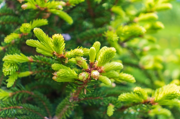 Young Yellow Pine Cones On The Branches