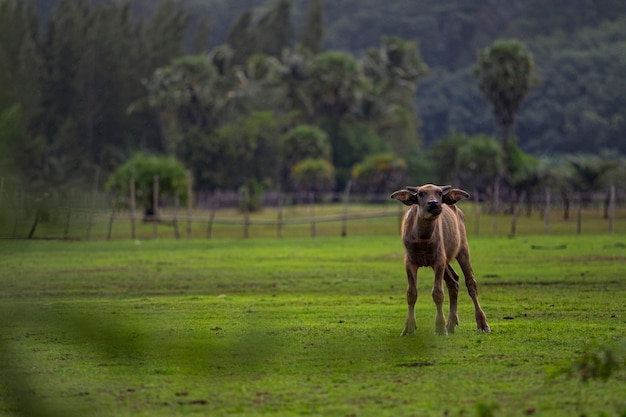 Younger water buffalo excited in agriculture field thailand