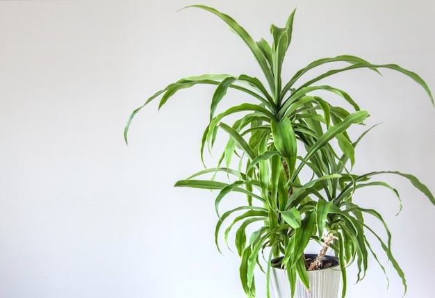 Yucca plant in a white pot on a light gray background. The interior of the room is in the Scandinavian style. An empty wall and copy space