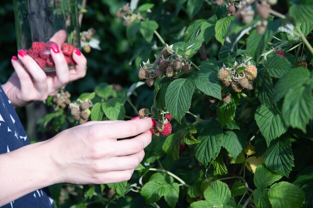 Yung woman picks ripe raspberries in a basket summer harvest of berries