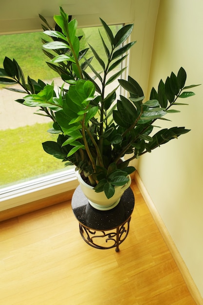 zamioculcas flower in pot zamioculcas zamiifolia natural home plant