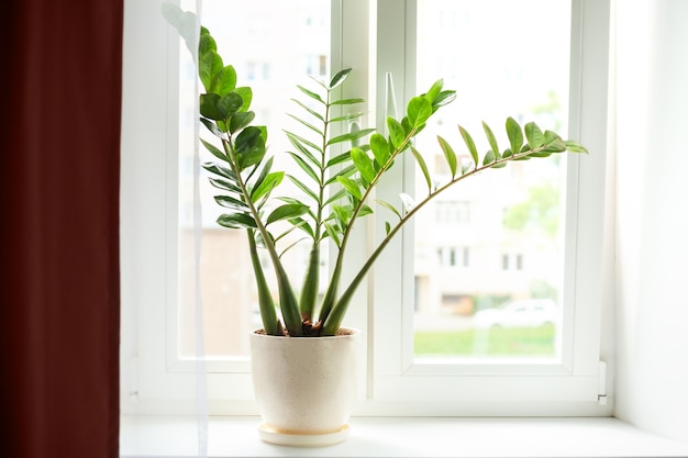 Zamioculcas home plant on the windowsill