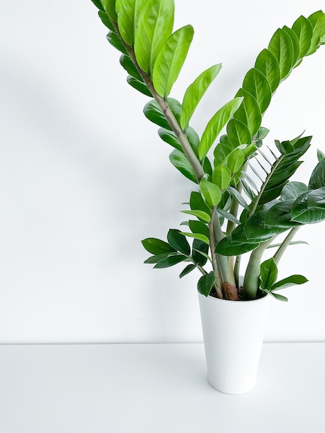 Zamioculcas Zamiifolia in a white pot isolated