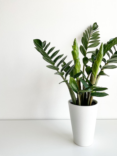 Zamioculcas Zamiifolia in a white pot isolated