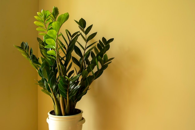 zamioculcas zamiifolia zamioculcas flower in pot natural home plant