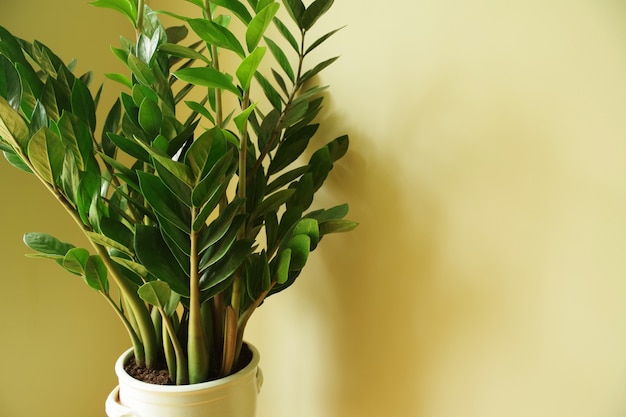 zamioculcas zamiifolia zamioculcas flower in pot natural home plant