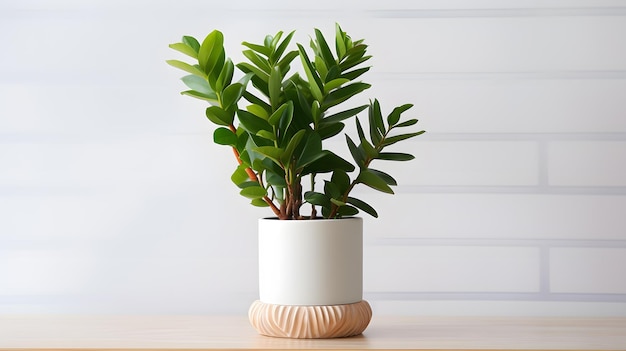 Zamioculcas zamiifolia or zz plant in white flower