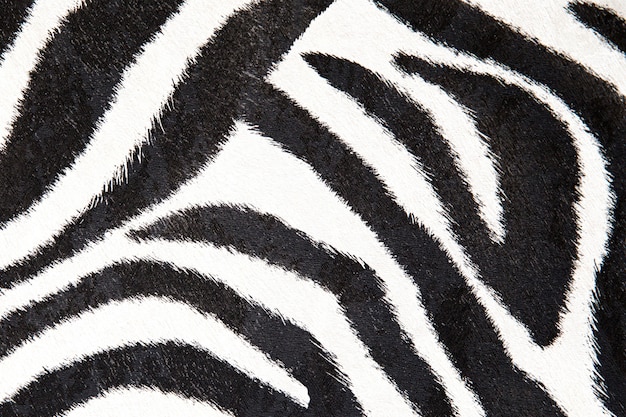 Zebra black and white texture