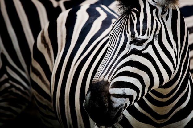 Photo zebra on dark background. black and white image