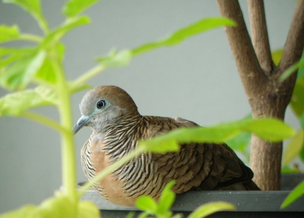 Zebra Dove Relaxing on a Planter at Condo Balcony