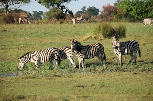 zebra drinking at a waterhole namibia africa