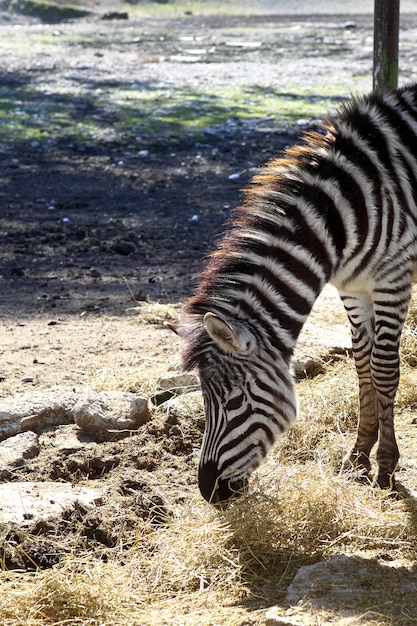 Zebra eating profile neck and head side 