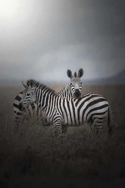 Zebra Equus quagga