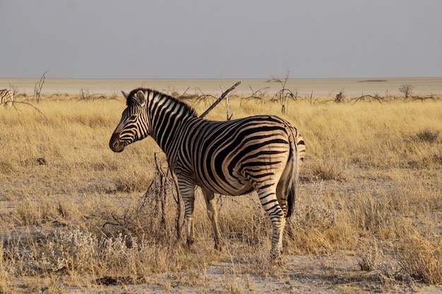 Zebra in Etosha National Park - Namibia