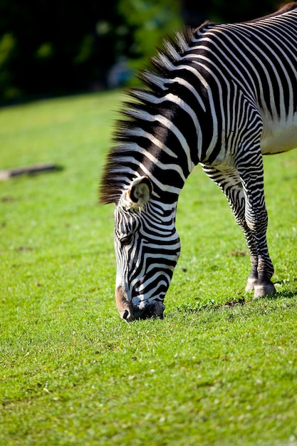 Zebra feed on grass in zoo park