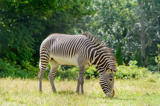 Zebra grazes in the meadow Wild animal in nature